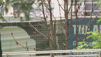 Historic 'Anne Frank Tree' at World Trade Center is sick, but getting help