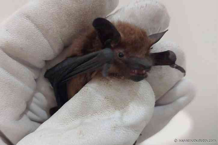 Greater Victoria vets warn of increased bat activity