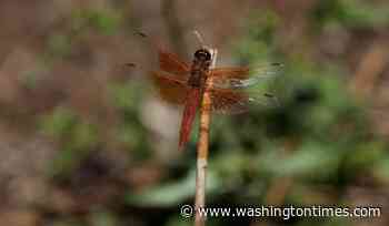 Unusual dragonfly swarms sweep across California after warm spring rains
