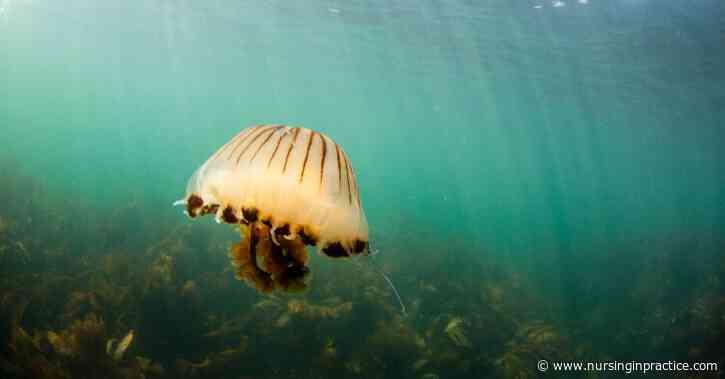Marine bites and stings: recognition and treatment