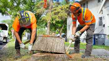 Nearly two dozen Saskatoon trees infected with Dutch elm disease, city says