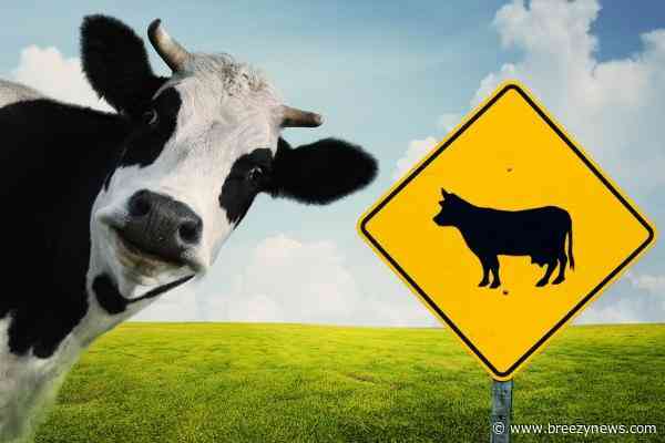 Cows Get Loose Tuesday Morning in Attala