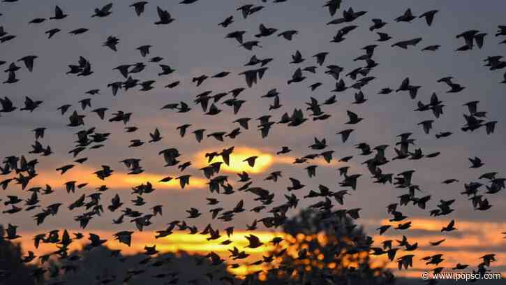 Over 200 million migratory birds are hitting the sky this week
