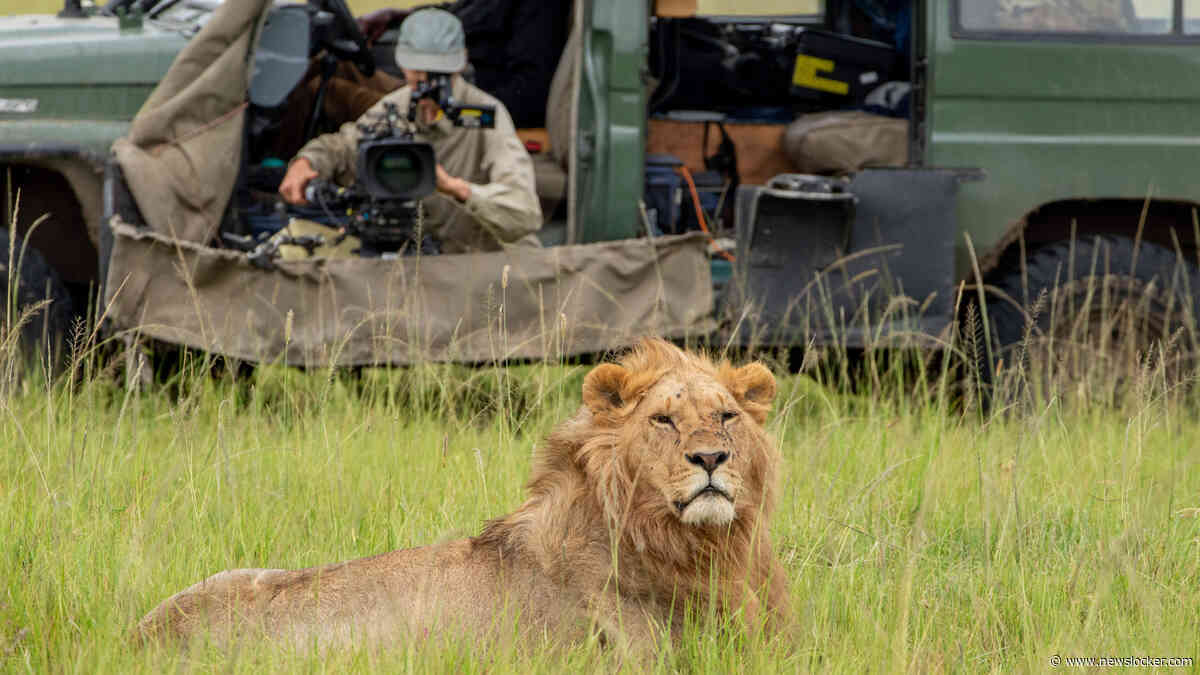 Regisseur Jon Favreau over maken van ’echte’ Lion King: ’Slechts 50 procent van de welpjes overleeft’