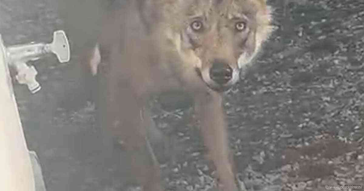 Tessa kijkt uit het raam en ziet dan dit beest in haar achtertuin: ‘Mijn zoontje vroeg of hij hem mocht aaien’