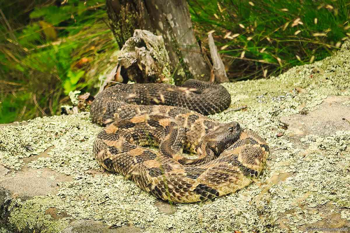 Rattlesnake head in freezer, live snake in bucket leads to charges in Catskills