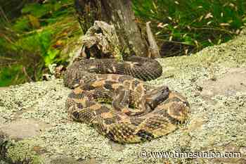 Rattlesnake head in freezer, live snake in bucket leads to charges in Catskills