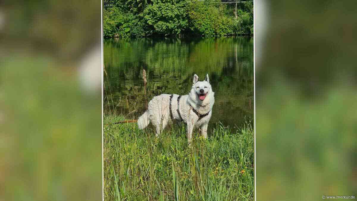 „Schüchterne Wasserratte“: Mischling Arko sucht neues Zuhause