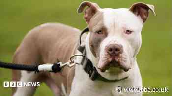 Woman pleads guilty to banned XL bully charges
