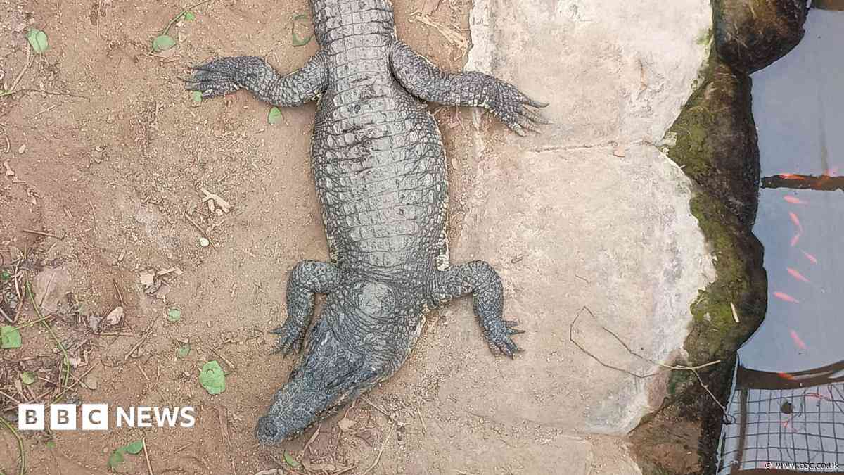 Boy, 3, injured in crocodile attack returns home