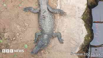 Boy, 3, injured in crocodile attack returns home