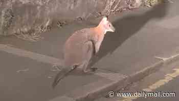 Mystery as wallaby is seen hopping around Cornish town months after shock appearance on industrial estate