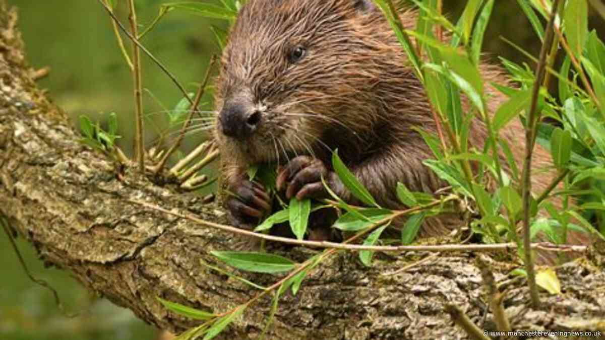 Wild beavers could be released in Wigan and Leigh to reduce flood risk and boost nature