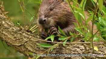 Wild beavers could be released in Wigan and Leigh to reduce flood risk and boost nature