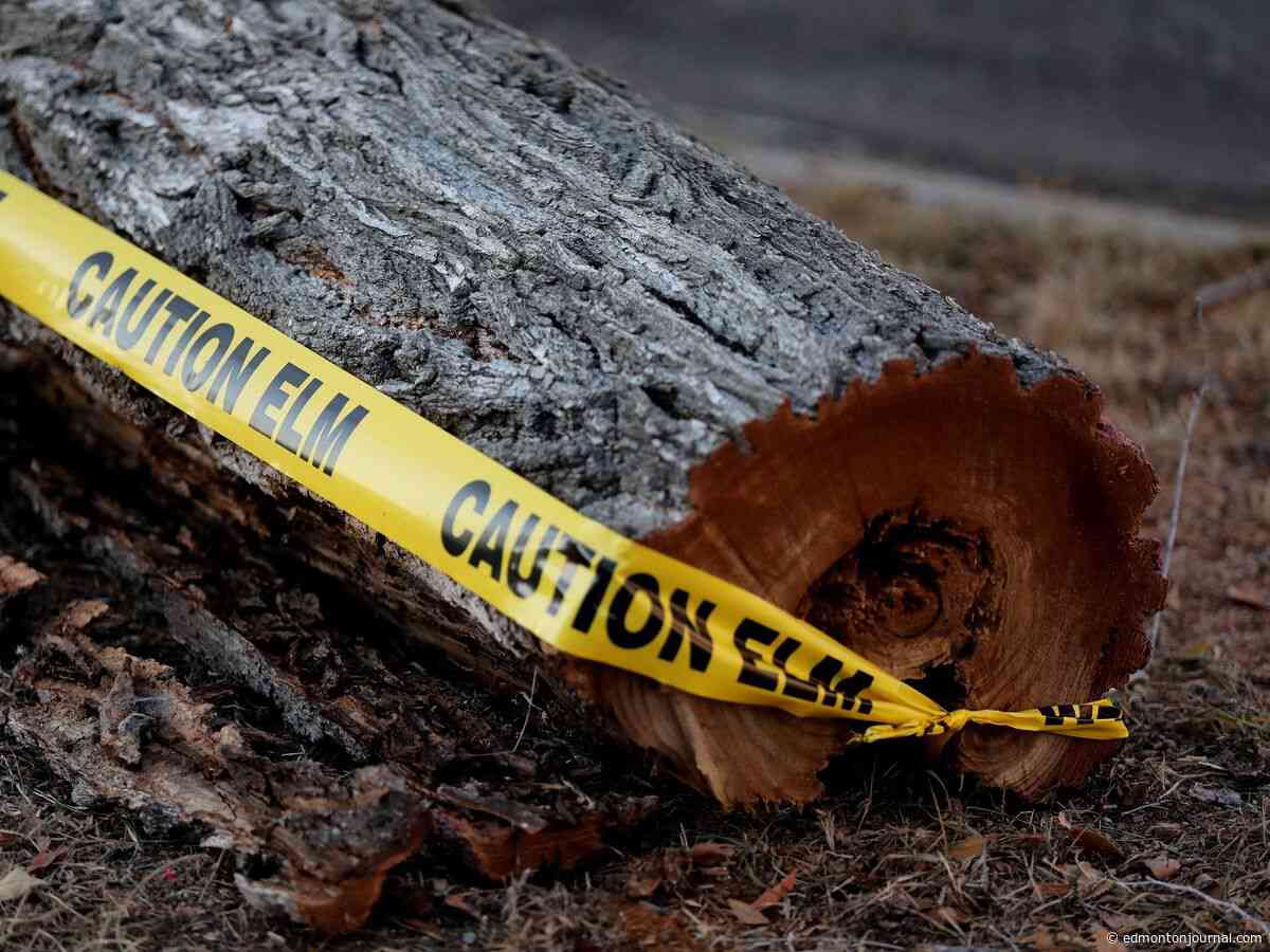Dutch elm disease detected in Downtown Edmonton tree