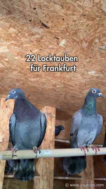22 Locktauben für Frankfurt