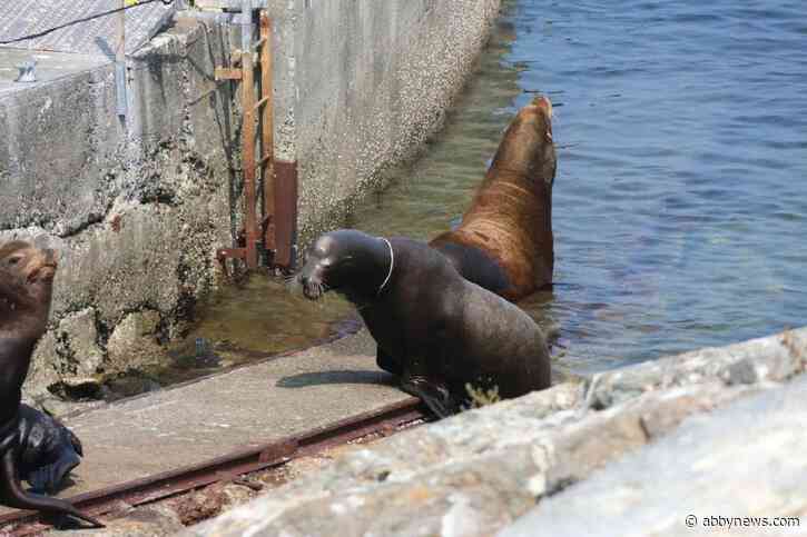 B.C. rescue teams free sea lion with plastic wrapped around neck