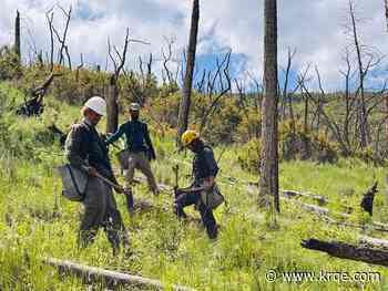 Blue 2 Fire burn scar reforestation planting wraps up for 2026