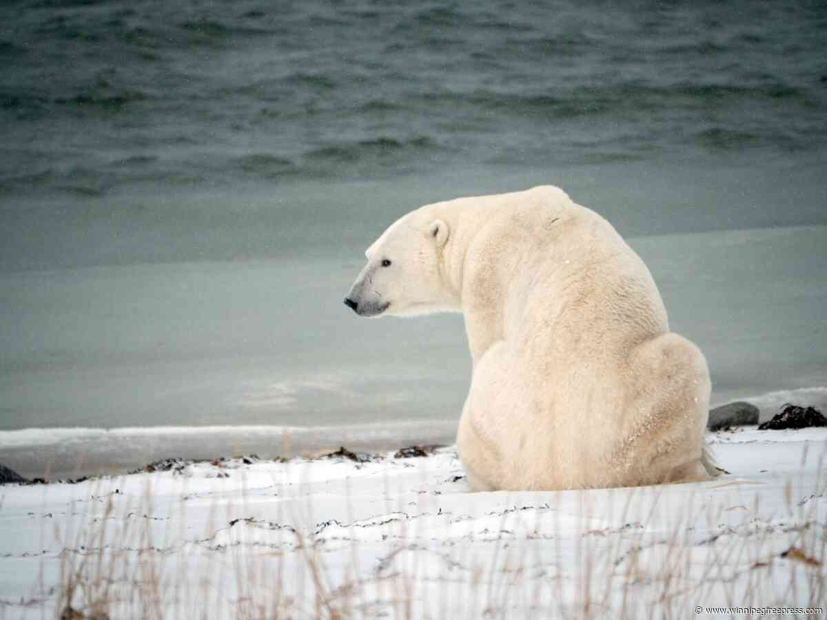 Conservation officials investigate after polar bear shot near Churchill