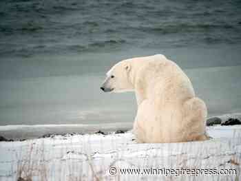 Conservation officials investigate after polar bear shot near Churchill