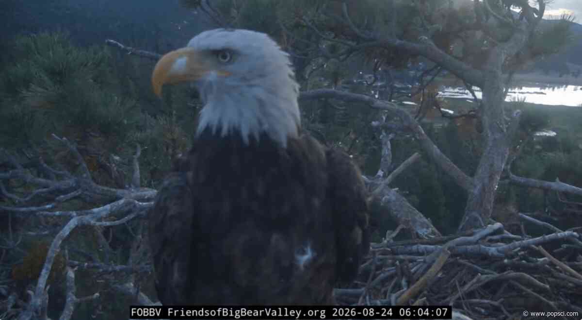 Kaydee the bald eagle visits Shadow’s nest with a feather in her nostril