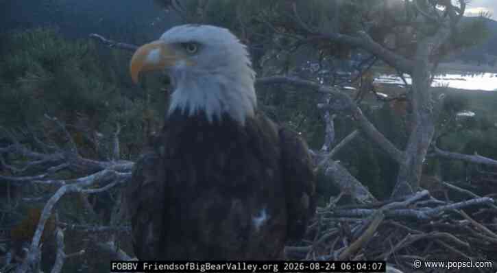 Kaydee the bald eagle visits Shadow’s nest with a feather in her nostril