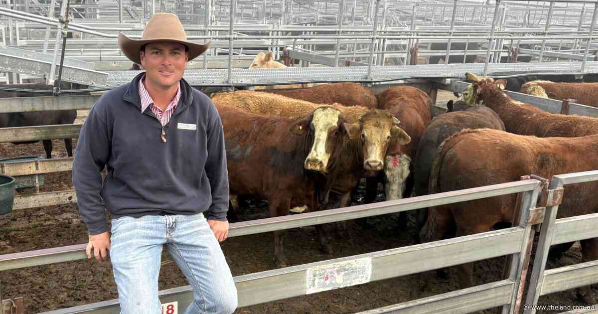 'Going pretty hard': promise of rain puts a shine on cattle markets