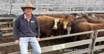 'Going pretty hard': promise of rain puts a shine on cattle markets