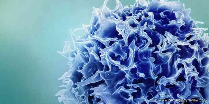 Amping up T cells to target cancer