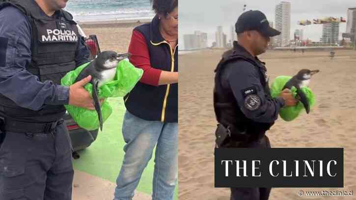 Armada rescató a pingüino de Humboldt que varó en una playa de Iquique