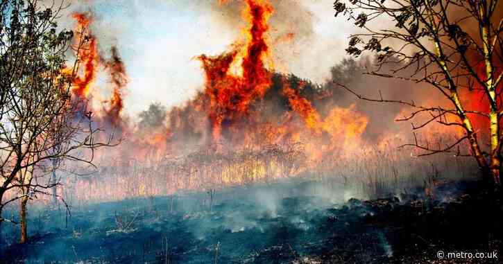 British people warned to stock up on tins amid Russia and wildfire threats
