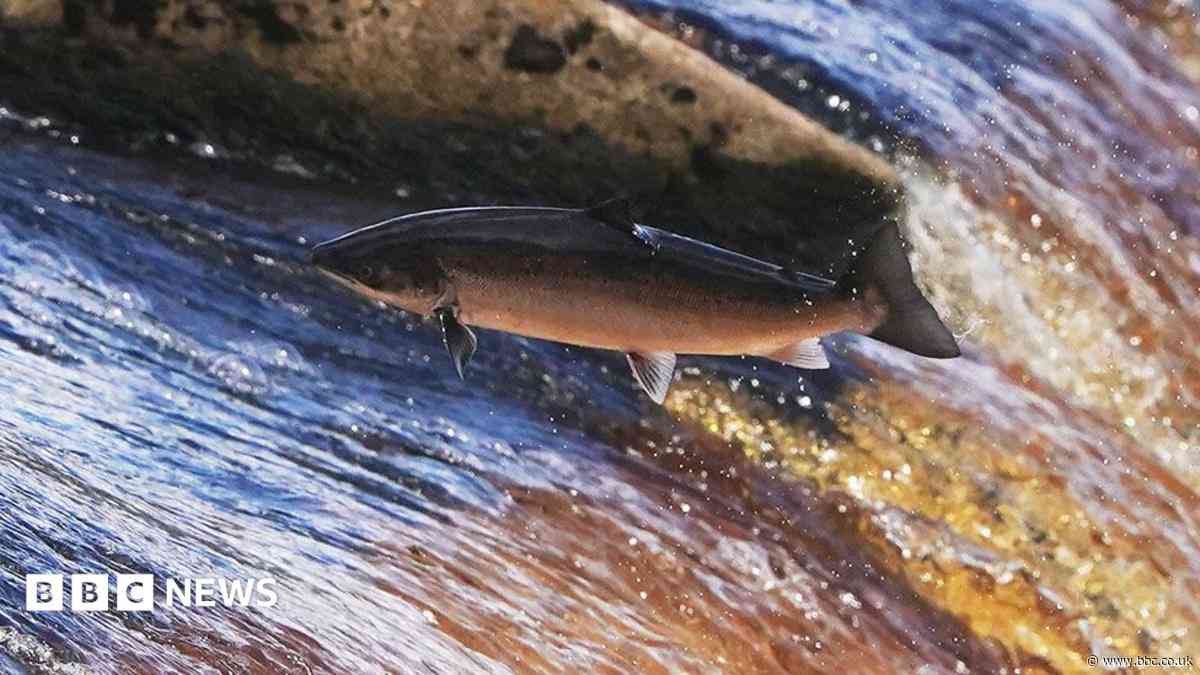 River recovery brings hope for Atlantic salmon