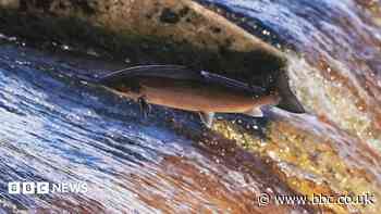 River recovery brings hope for Atlantic salmon