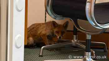 Fox found hiding in cupboard in MP's Westminster office before being escorted out