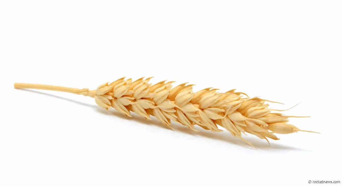 Wheat Rallying on Monday Morning