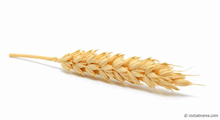 Wheat Rallying on Monday Morning