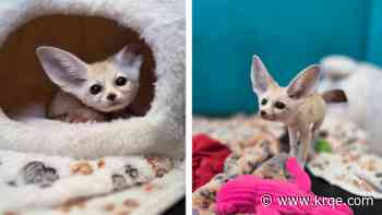 Hillcrest Park Zoo in Clovis hosts name auction for two fennec foxes