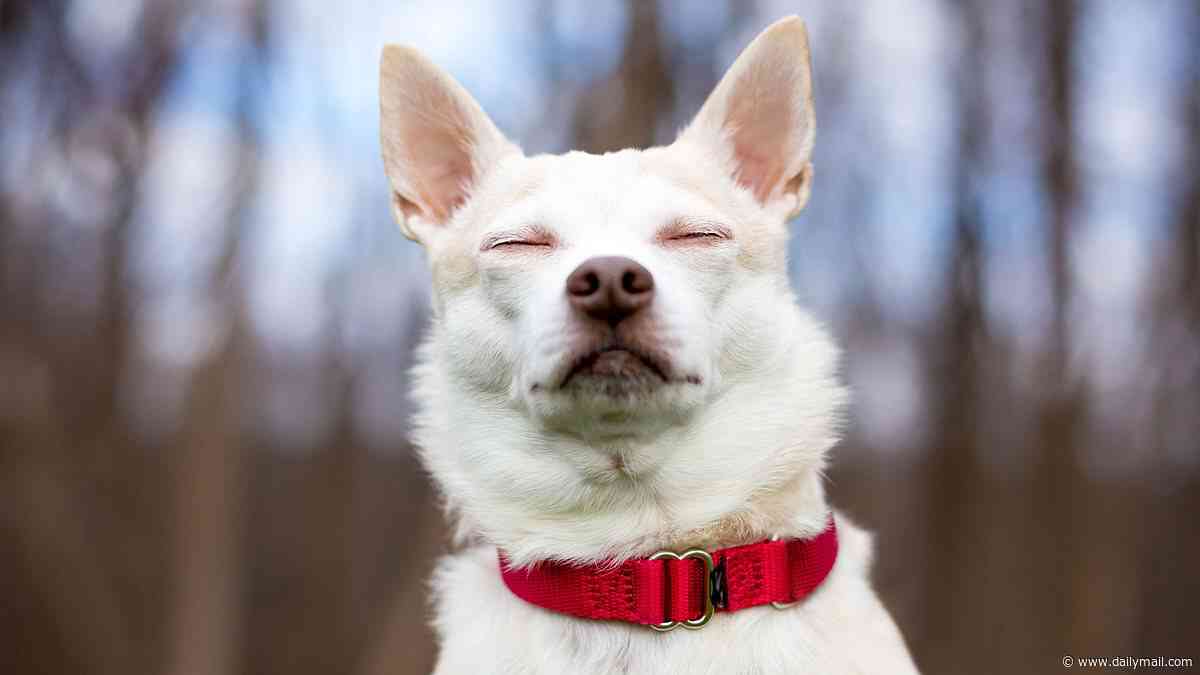 Is your dog secretly trying to communicate with you? Your pet's blinking could be an attempt to tell you something important, study finds