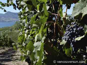 Opinion: A 50 per cent tariff is a wall — and a wake-up call for Canadian wine