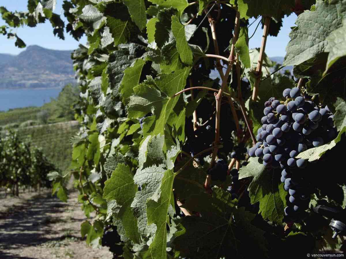 Opinion: A 50 per cent tariff is a wall — and a wake-up call for Canadian wine