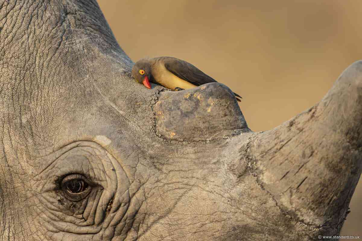 Wildlife Photographer of Year contest unveils preview of winning shots