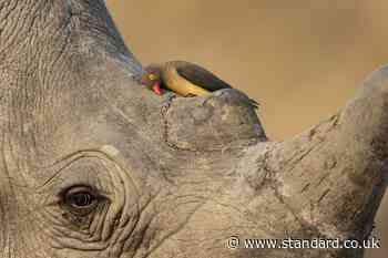 Wildlife Photographer of Year contest unveils preview of winning shots