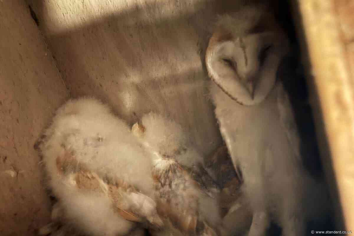 Conservationists celebrate ‘bounty of barn owl chicks’ in Northern Ireland