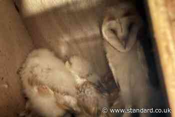 Conservationists celebrate ‘bounty of barn owl chicks’ in Northern Ireland
