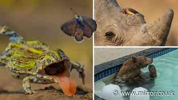 First look at Wildlife Photographer of the Year entries - from black bear taking a dip to bullfrog's near miss