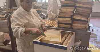 Saskatchewan honey producers face uncertain future amid Canada-U.S. trade war