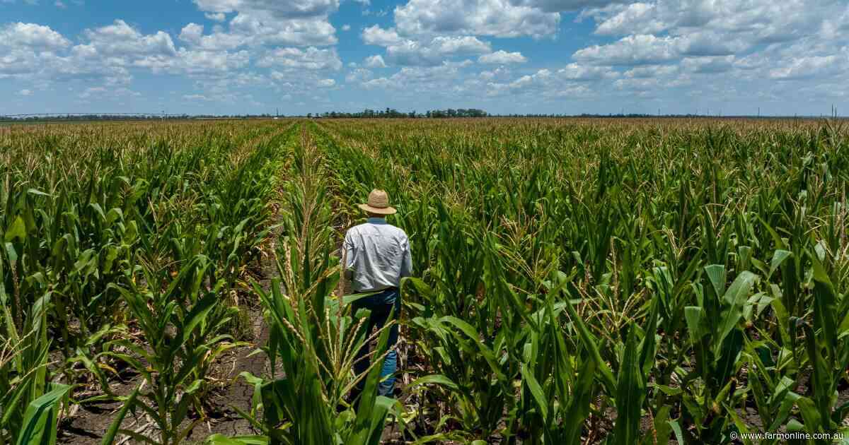Beyond wheat: why corn has claimed the title of strongest grain market