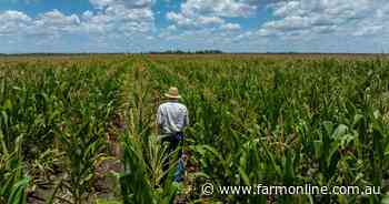 Beyond wheat: why corn has claimed the title of strongest grain market