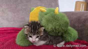 RSPCA puts out urgent call for teddies... for abandoned kittens to cuddle