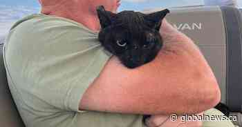 B.C. cat found on dock after Bradley Creek wildfire, burned and alone
